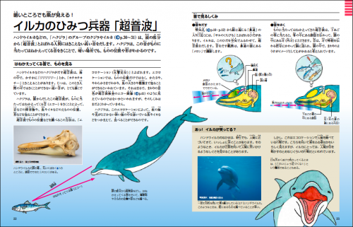 資料：「イルカのひみつ兵器（超音波）」（偕成社『クジラとイルカ 海も地球も大研究』より）