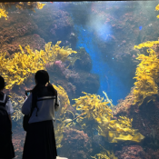 ２人の女子中学生が水族館の大水槽を見ている後ろ姿