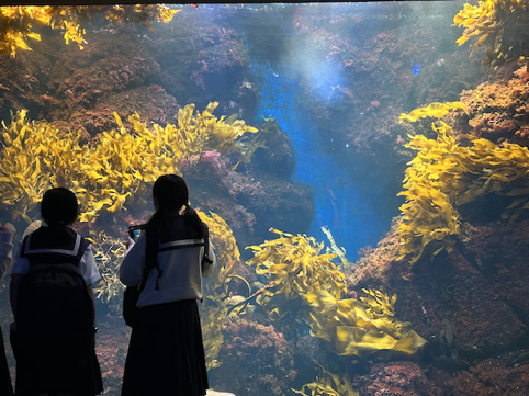 ２人の女子中学生が水族館の大水槽を見ている後ろ姿